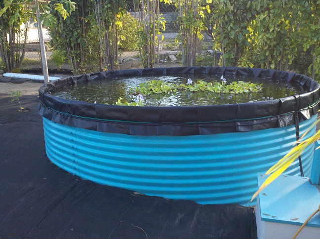 galvanized tank for aquaponics - aquaponic